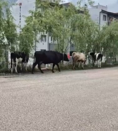 Hayvan pazarından kaçan büyükbaş havanlar gezintiye çıktı
