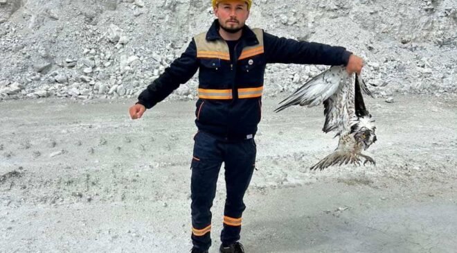 Hisarcık’ta maden sahasında bitkin halde bulunan balık kartalı tedavi altına alındı