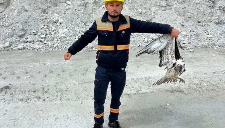 Hisarcık’ta maden sahasında bitkin halde bulunan balık kartalı tedavi altına alındı