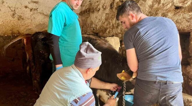 İhsaniye’de şap hastalığına karşı çalışma yapıldı