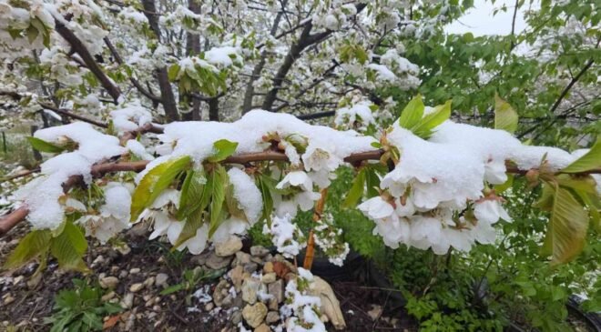 İlkbahar ortasında kış, çiçek açan ağaçlar kar altında