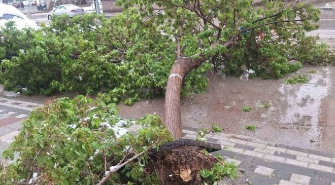 Karın ağırlığına dayanamayan ağaçlar devrildi