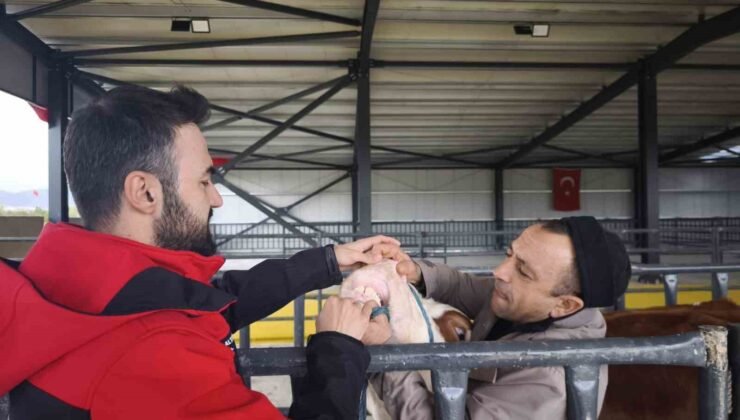 Kurbanlık denetimleri sürüyor
