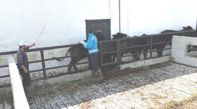 Kütahya’da ithal besilik danaların aşılama ve sağlık kontrolleri yapıldı