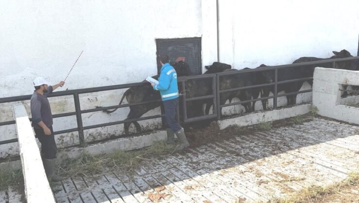 Kütahya’da ithal besilik danaların aşılama ve sağlık kontrolleri yapıldı
