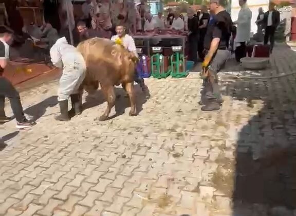 Kütahya’da kaçmaya çalışan kurbanlık kesim görevlisini savurdu