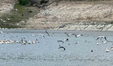 Porsuk Barajı’nda leylek ve ördekler görsel şölen oluşturdu