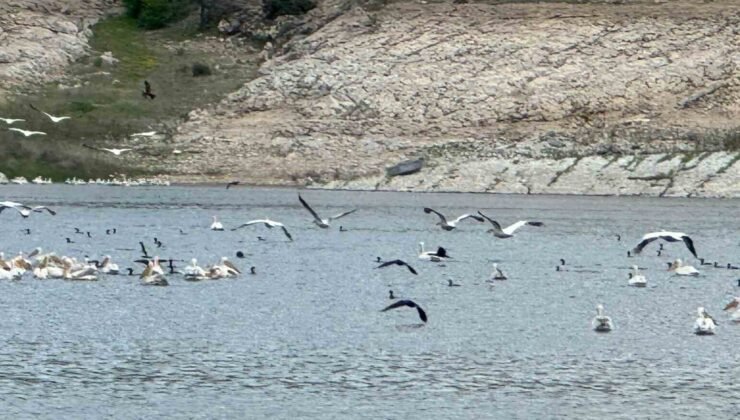 Porsuk Barajı’nda leylek ve ördekler görsel şölen oluşturdu