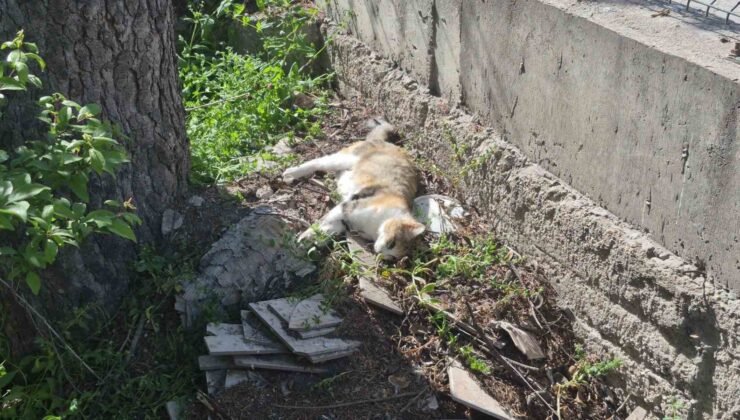 Sabah beslediği anne ve yavru kediyi öğlen telef olmuş halde buldu