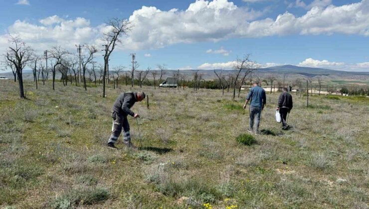 Topraktan gözünü ayırmadan ’dolaman’ avı: “Altın bulsam bu kadar sevinmem”