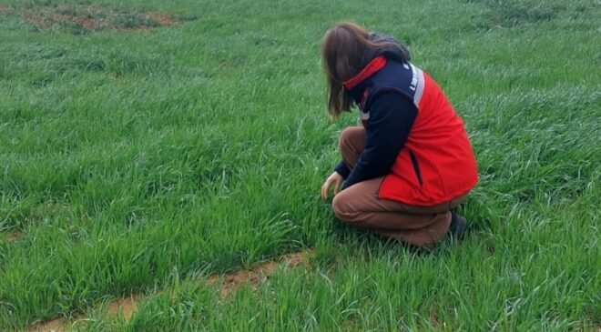 Uşak İl Tarım ve Orman Müdürlüğü ekiplerince sarı pas hastalığına karşı üreticileri bilgilendirdi