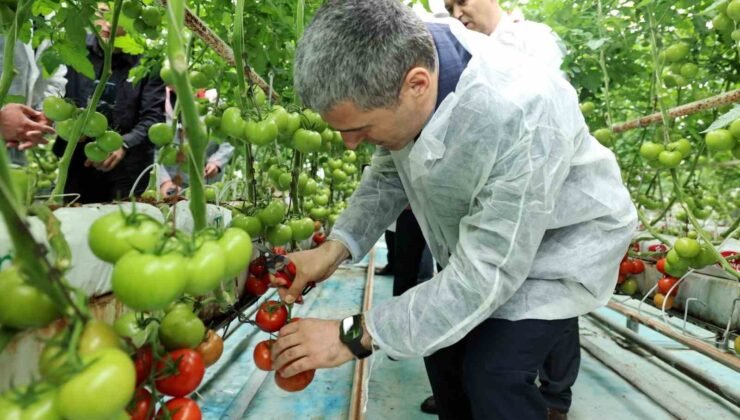 Vali Aktaş domates hasadı yaptı