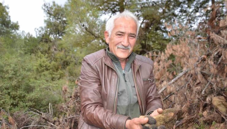 Yanan ormanlık alanda doğanın cömertliği köylüleri sevindirdi: Fiyatı gram altında yarışıyor