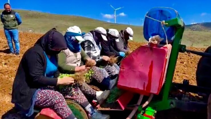 Yıllardır atıl durumda olan tarım arazilerine ‘kekik’ ekimine başlandı
