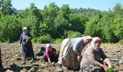 162 yıldır aynı “Ata Tohumu” ile ekiyorlar