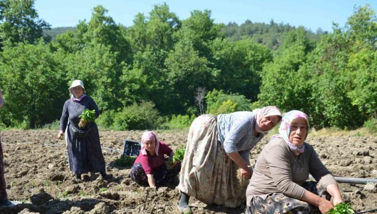 162 yıldır aynı “Ata Tohumu” ile ekiyorlar