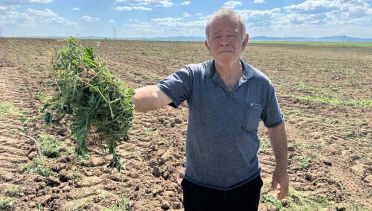 3 bin 500 dönümlük tarım arazisinin 2 ayrı kişiye kiralandığı iddiası
