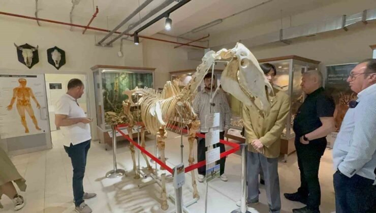 34 bin hayvanın sergilendiği Zooloji Müzesi açıldı