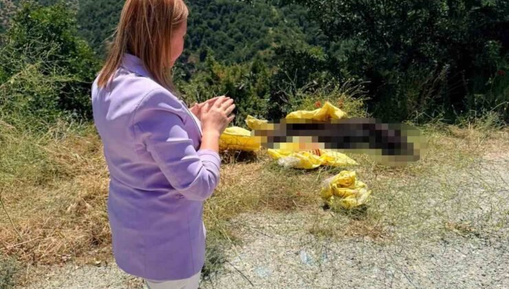 Başkan Tekin’den yol kenarına bırakılan hayvan leşine sert tepki