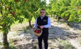 Bilecik’te 27 bin dekarda yıllık yaklaşık 15 bin 500 ton kiraz üretimi