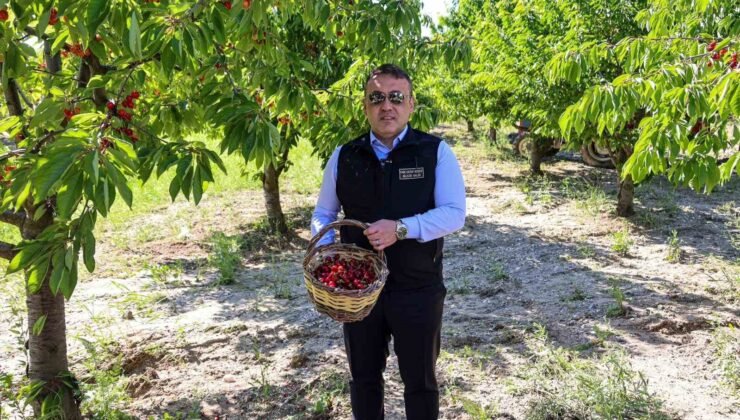 Bilecik’te 27 bin dekarda yıllık yaklaşık 15 bin 500 ton kiraz üretimi
