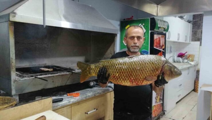 Bilecik’te dev sazan balığı yakalandı