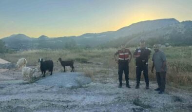 Bilecik’te kaybolan 9 küçükbaş hayvan bulunarak sahibine teslim edildi