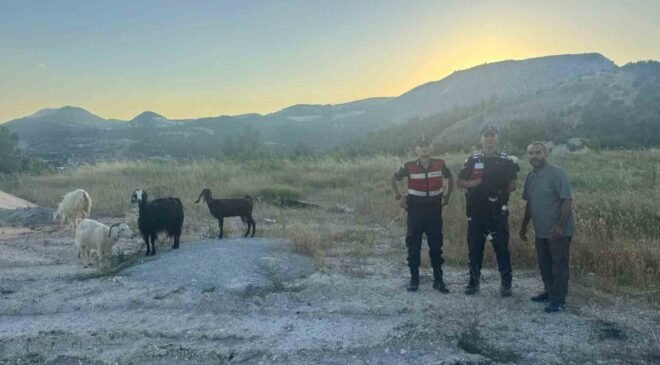 Bilecik’te kaybolan 9 küçükbaş hayvan bulunarak sahibine teslim edildi