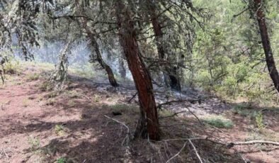 Bilecik’te ormanlık alana yıldırım düştü