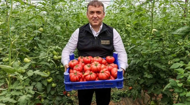 Bilecik’te örtü altı domates hasadı başladı