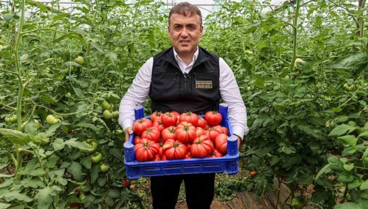 Bilecik’te örtü altı domates hasadı başladı