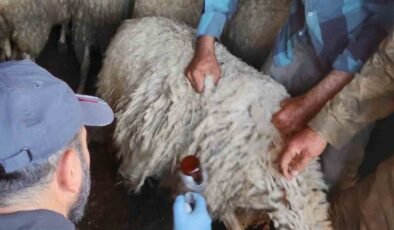 Bolvadin’de küçükbaş hayvanlara yönelik aşılama ve küpeleme çalışması