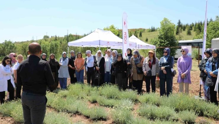 Bozkırların altın çiçeğinde hasat sevinci