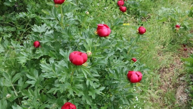 Bu gülleri koparmanın cezası yaklaşık 700 bin TL