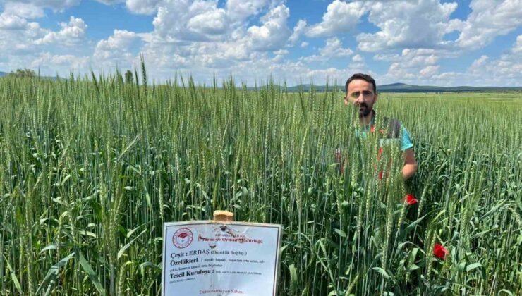 Çavdarhisar’da buğday ve arpa demonstrasyon alanlarında kontroller sürüyor
