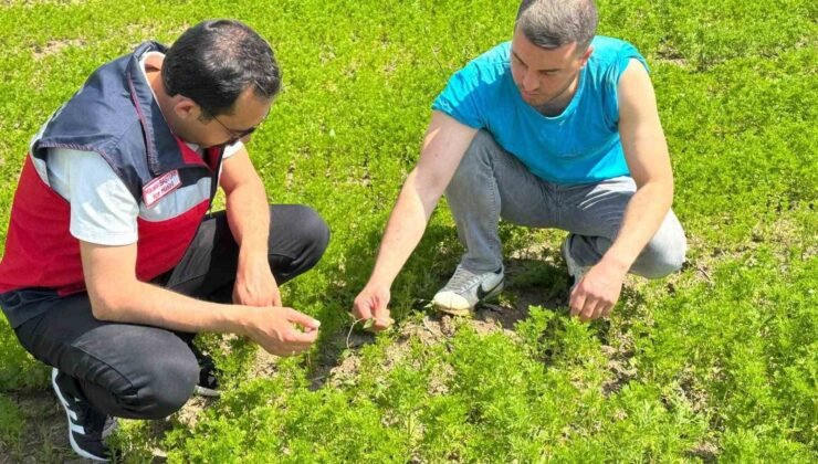 Çavdarhisar’da çörek otu üretim alanlarında kontrol