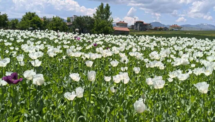 Çiçek açan haşhaş tarlaları adeta doğal fotoğraf stüdyosuna döndü