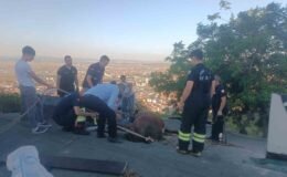 Çöken çatıda mahsur kalan ineği itfaiye kurtardı