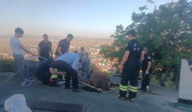 Çöken çatıda mahsur kalan ineği itfaiye kurtardı