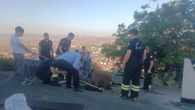 Çöken çatıda mahsur kalan ineği itfaiye kurtardı