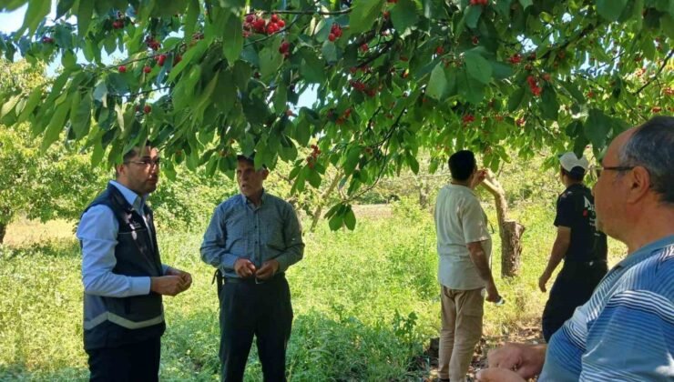 Dolu yağışı sonrası sahada zarar tespiti yapıldı