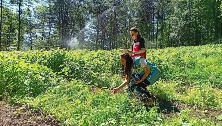 Domaniç’te ahududu üretim alanlarında saha kontrolleri yapıldı