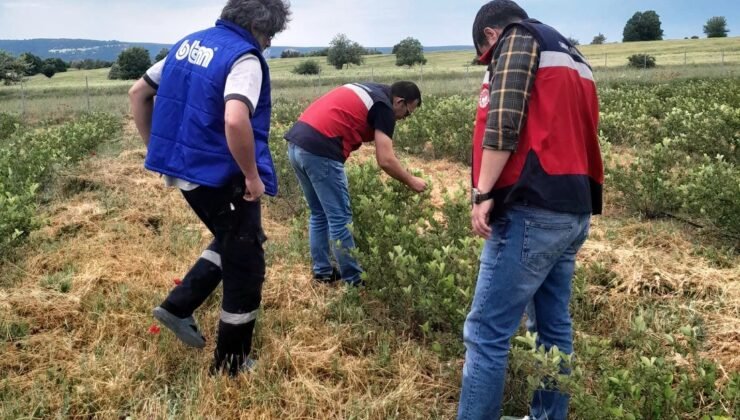 Domaniç’te aronya üretimine yönelik teknik çalışmalar sürüyor