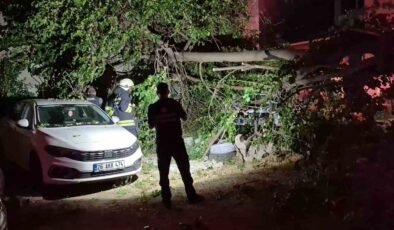 Dut ağacı park halindeki araçların üzerine devrildi, faciadan dönüldü