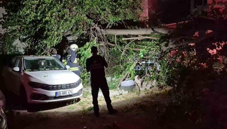 Dut ağacı park halindeki araçların üzerine devrildi, faciadan dönüldü