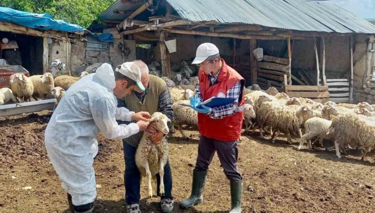 ’Halk Elinde Küçükbaş Hayvan Islahı Projesi’nde doğan kuzular tespit edildi