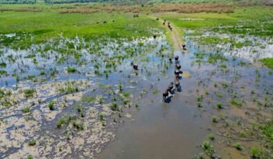 Eber Gölü’nde oluşan manzara Serengeti Parkı’nı aratmadı