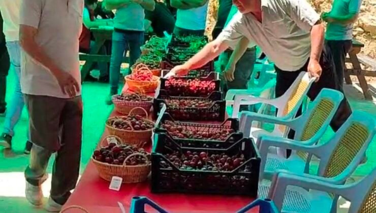 Hisarcık Kutlubeyler köyünde Kiraz Festivali coşkusu