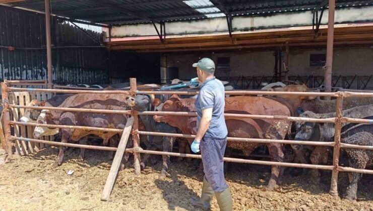 İthal besi hayvanlarına yönelik denetim