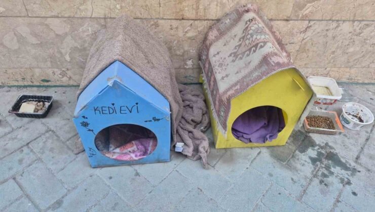 Kediler için yaptığı evler için vicdanlara seslendi, “Lütfen dokunmayalım”